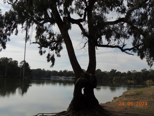 Tree at Murray